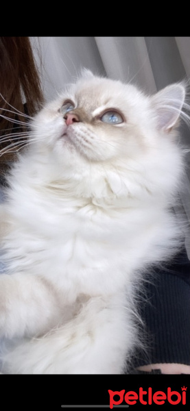 Scottish Fold, Kedi  Şila fotoğrafı