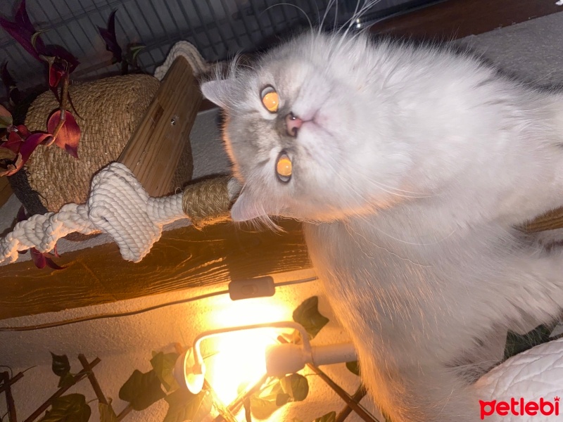 Scottish Fold, Kedi  Şila fotoğrafı