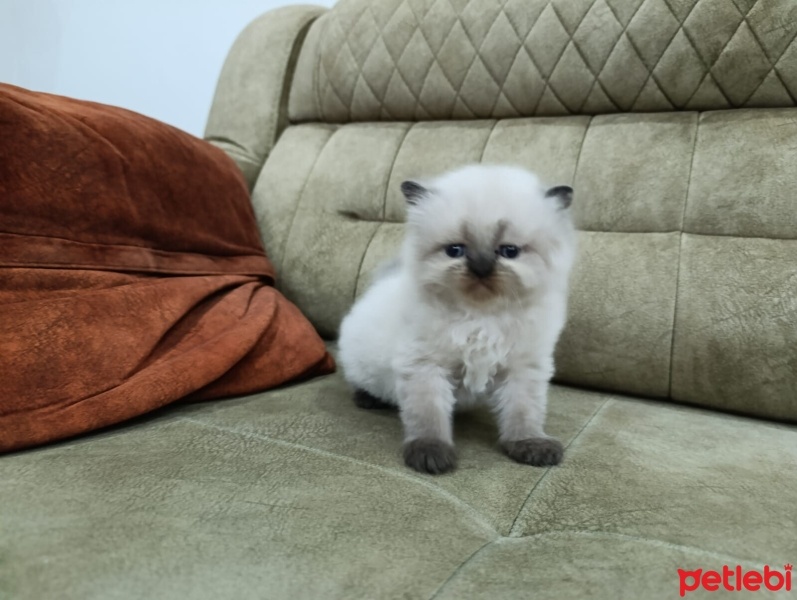 Exotic Shorthair, Kedi  Yavru fotoğrafı