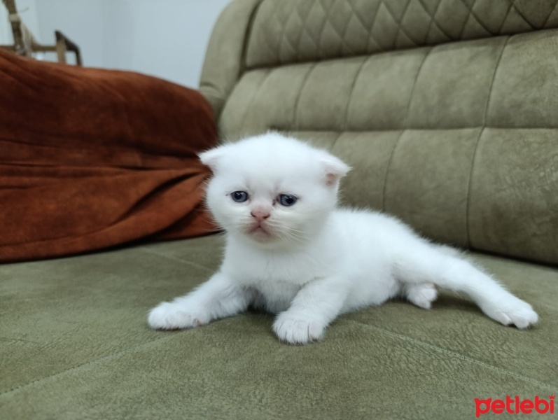 Exotic Shorthair, Kedi  Yavru fotoğrafı