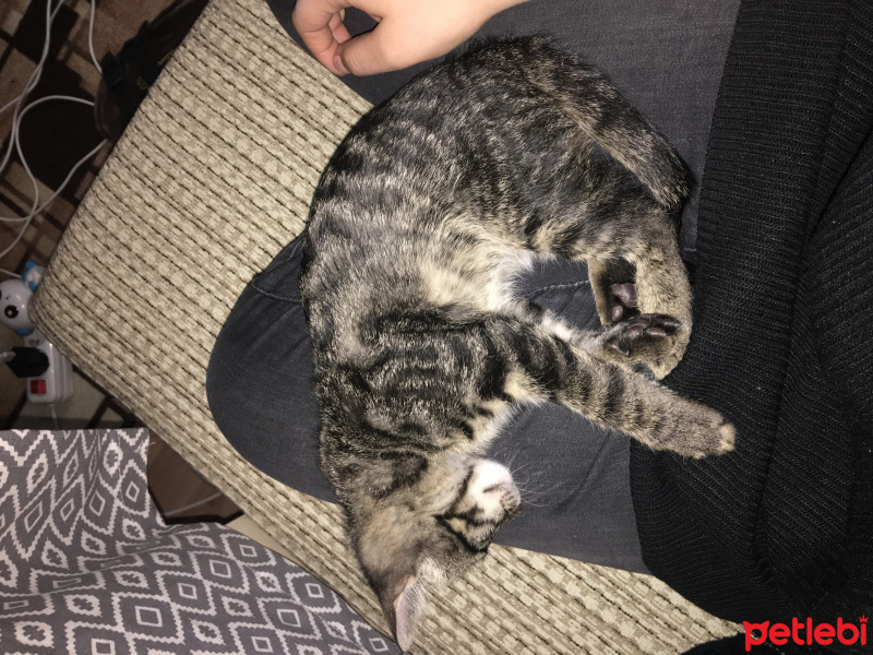 American Shorthair, Kedi  Çakıl fotoğrafı