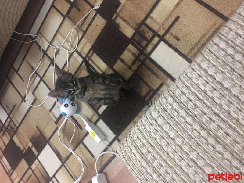 American Shorthair, Kedi  Çakıl fotoğrafı