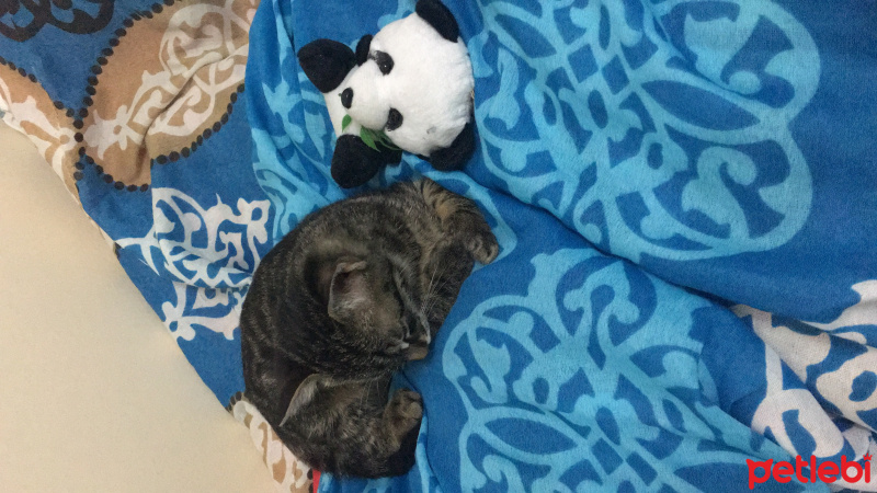 American Shorthair, Kedi  Çakıl fotoğrafı