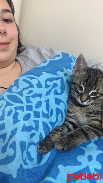 American Shorthair, Kedi  Çakıl fotoğrafı