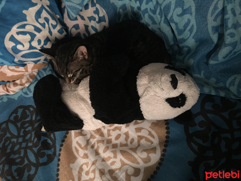 American Shorthair, Kedi  Çakıl fotoğrafı