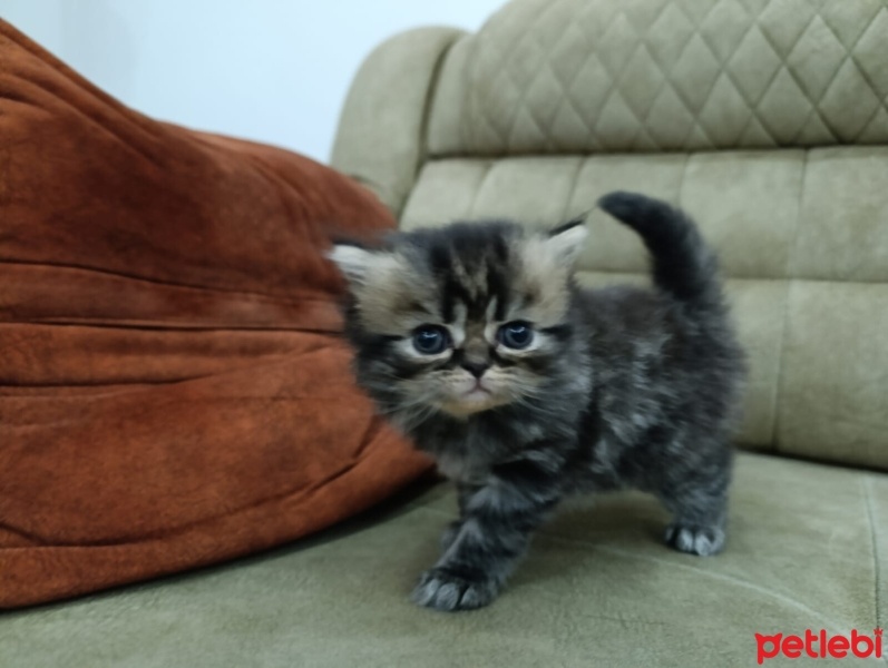Exotic Shorthair, Kedi  Yavru fotoğrafı