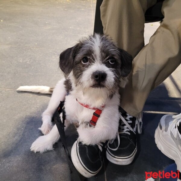 Bichon Havanese, Köpek  Zeus fotoğrafı