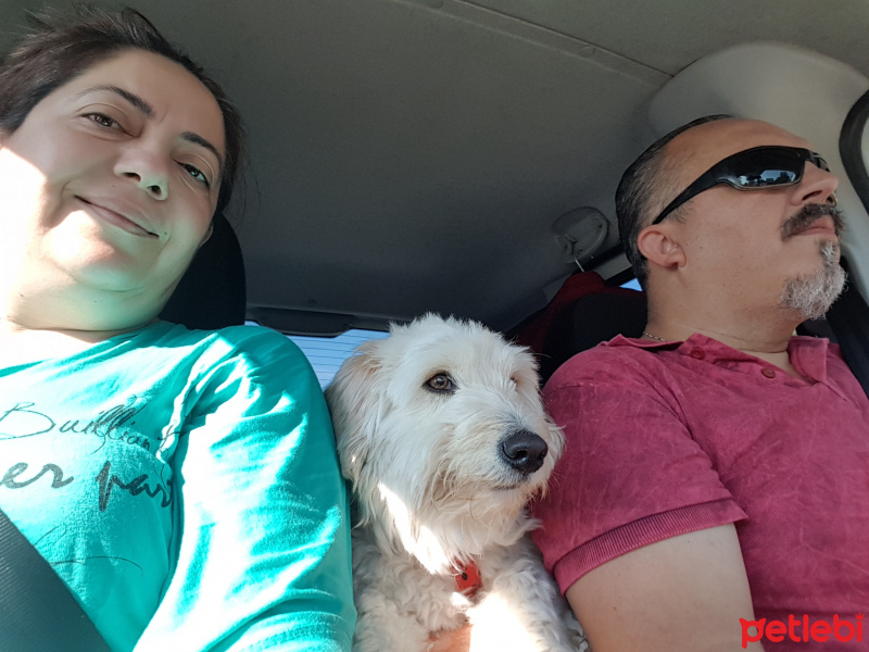Maltese, Köpek  Hürrem fotoğrafı