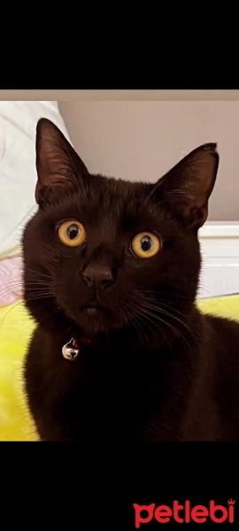 British Shorthair, Kedi  Duman fotoğrafı