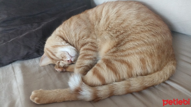 Sarman, Kedi  Karamel fotoğrafı