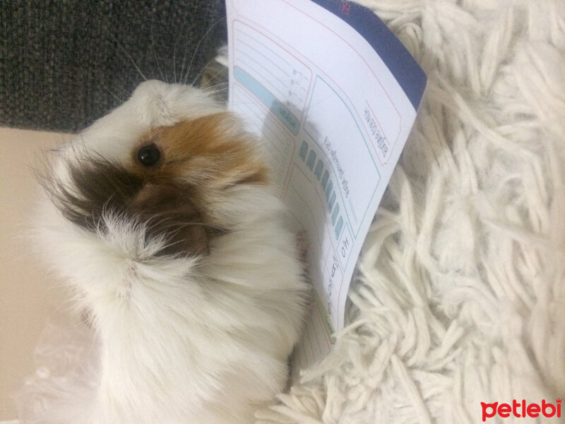 Guinea Pig, Kemirgen  Luna fotoğrafı