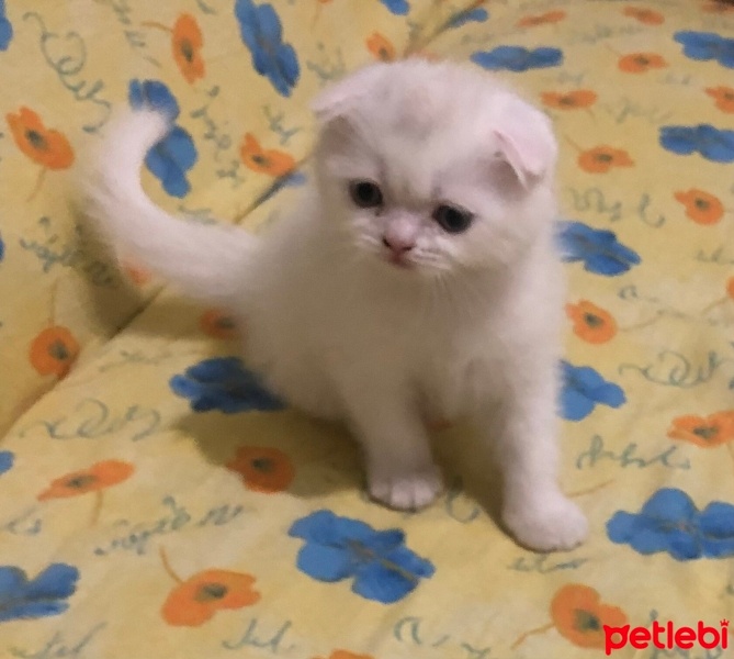 Scottish Fold, Kedi  LOKUM fotoğrafı