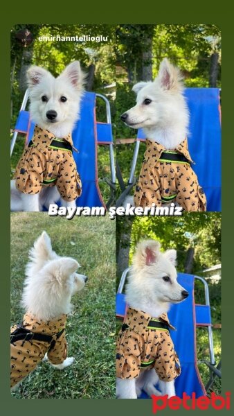 Pomeranyalı, Köpek  Maya fotoğrafı