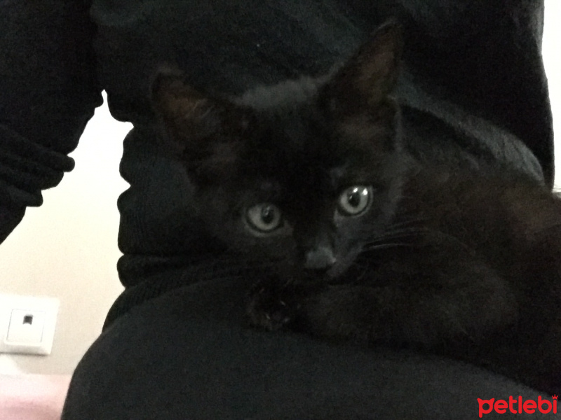 Bombay, Kedi  Paşa fotoğrafı