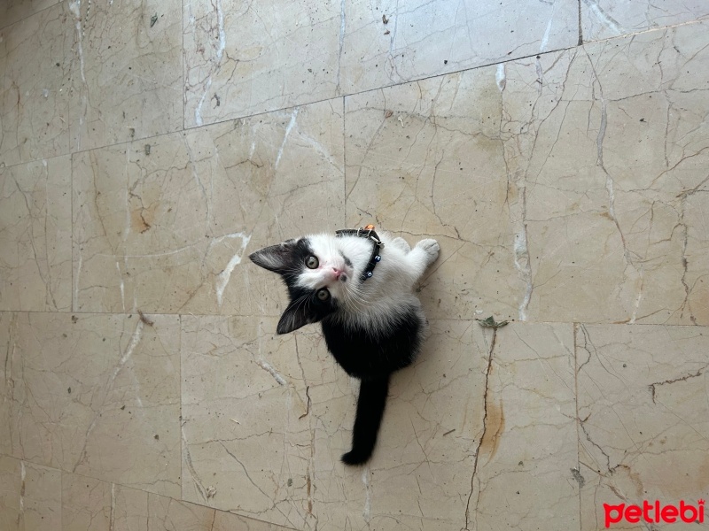 Tekir Kedi, Kedi  Çakıl fotoğrafı