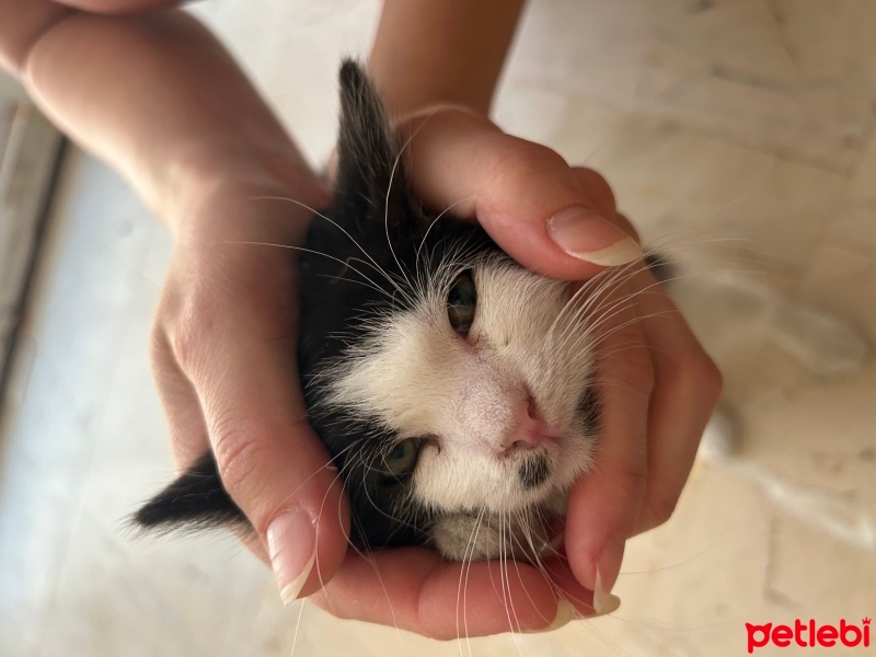 Tekir Kedi, Kedi  Çakıl fotoğrafı