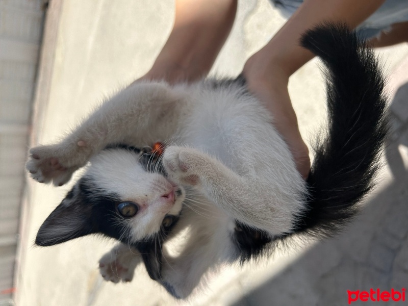 Tekir Kedi, Kedi  Çakıl fotoğrafı