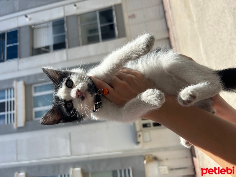 Tekir Kedi, Kedi  Çakıl fotoğrafı