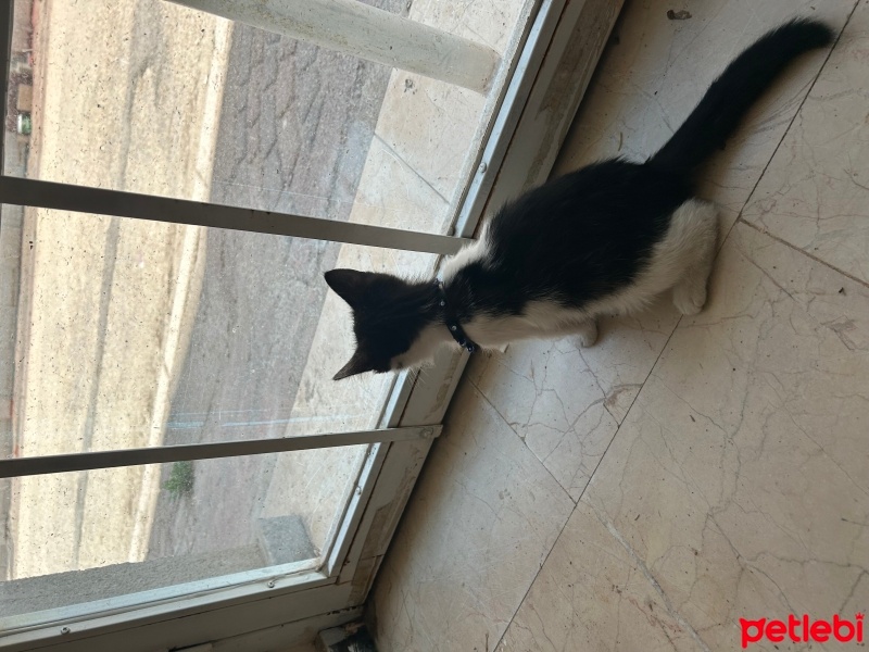 Tekir Kedi, Kedi  Çakıl fotoğrafı