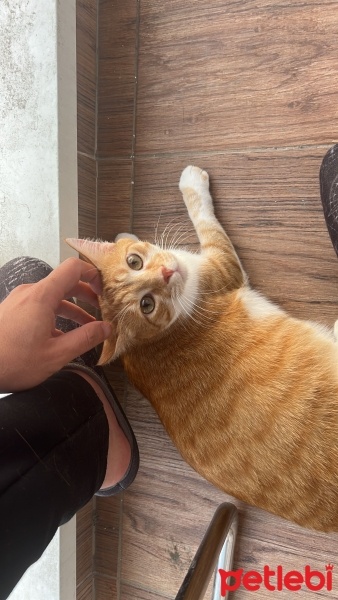 Sarman, Kedi  Kuzey fotoğrafı