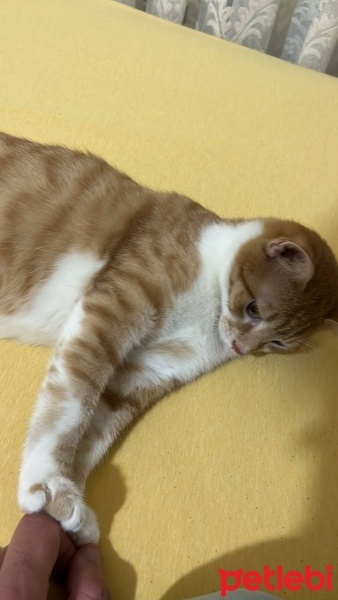 Sarman, Kedi  Kuzey fotoğrafı