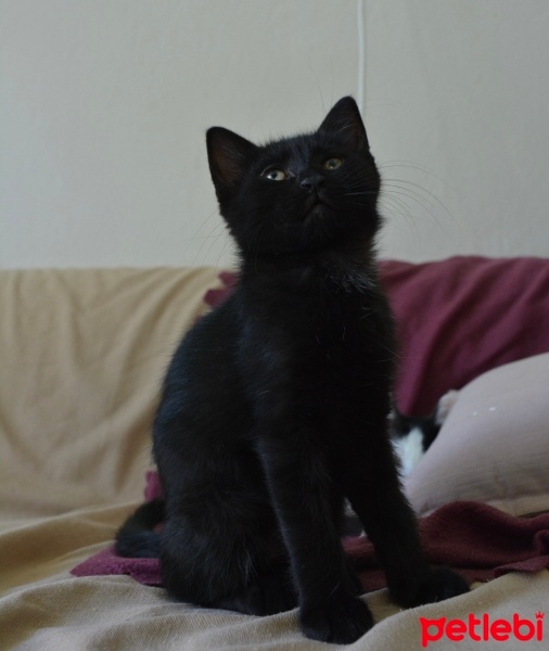 Bombay, Kedi  Bolt fotoğrafı