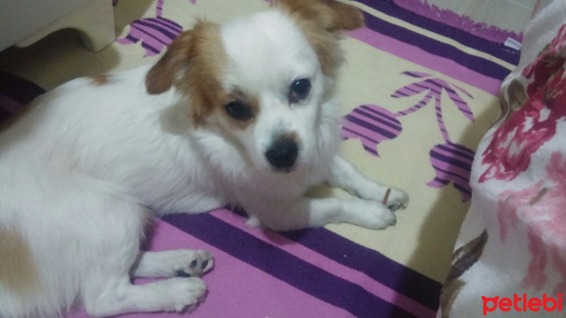 Pekingese, Köpek  Ares fotoğrafı