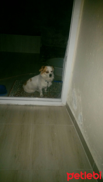 Pekingese, Köpek  Ares fotoğrafı