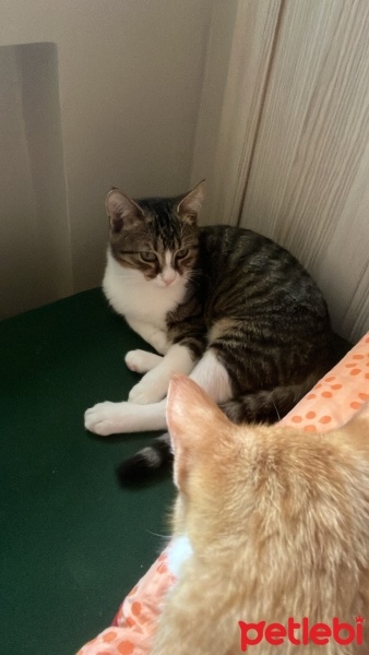 Tekir Kedi, Kedi  Güney fotoğrafı