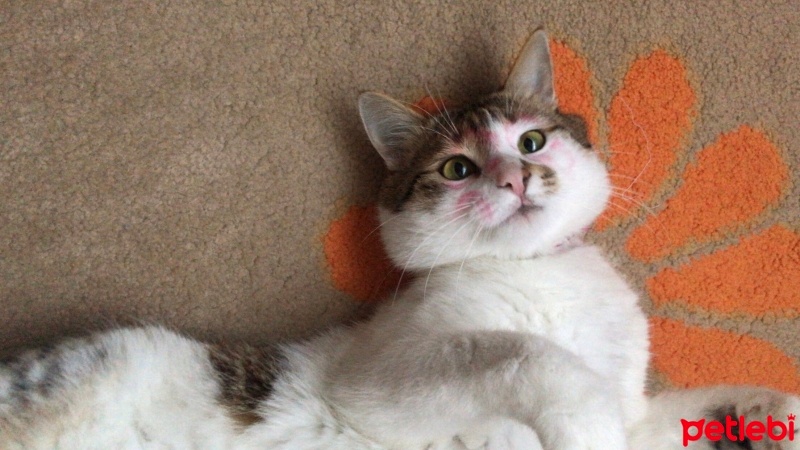 Tekir Kedi, Kedi  Kahve fotoğrafı