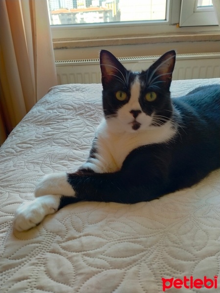 Tuxedo (Smokin) Kedi, Kedi  Gypsy fotoğrafı