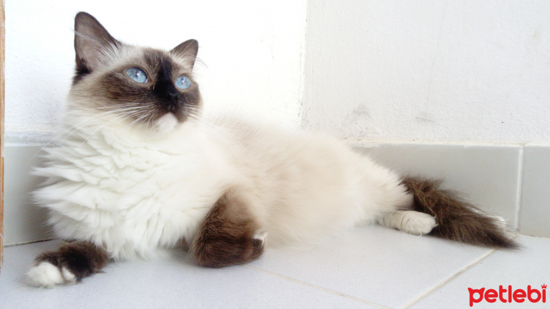 Ragdoll, Kedi  Tim fotoğrafı