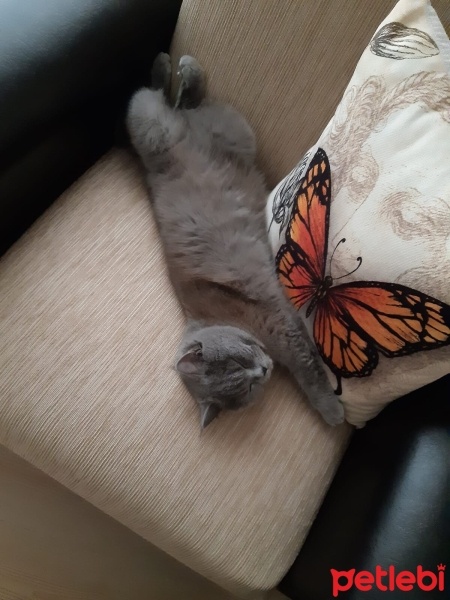 British Shorthair, Kedi  Minik fotoğrafı