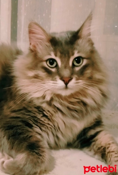 Norwegian Forest, Kedi  Efe fotoğrafı
