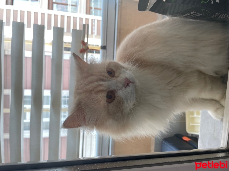 Scottish Fold, Kedi  Badem fotoğrafı