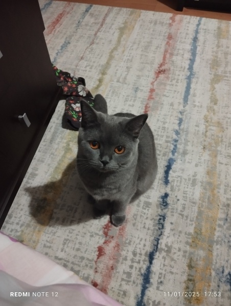 British Shorthair, Kedi  Duman fotoğrafı