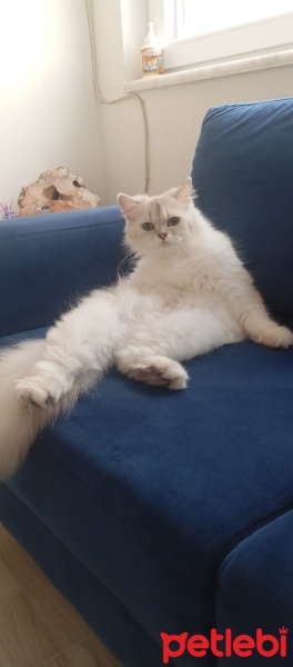 British Shorthair, Kedi  Bella fotoğrafı