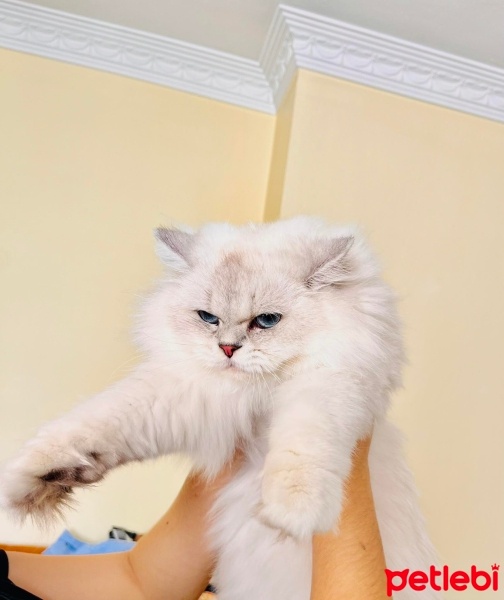 British Shorthair, Kedi  Bella fotoğrafı