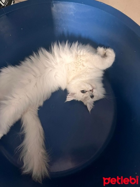 British Shorthair, Kedi  Bella fotoğrafı