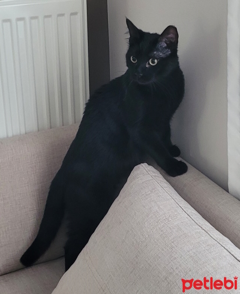 Tekir Kedi, Kedi  Siyah fotoğrafı
