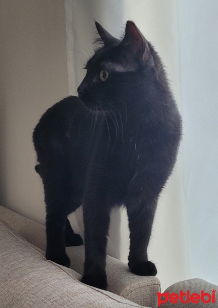 Tekir Kedi, Kedi  Siyah fotoğrafı