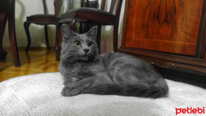 Mavi Rus, Kedi  Ares fotoğrafı