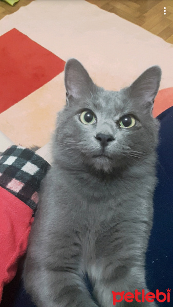 Mavi Rus, Kedi  Ares fotoğrafı
