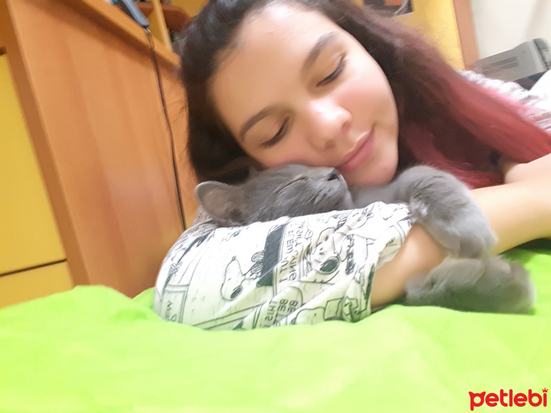Mavi Rus, Kedi  Ares fotoğrafı