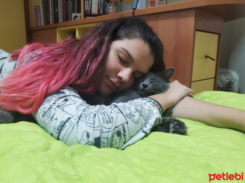 Mavi Rus, Kedi  Ares fotoğrafı