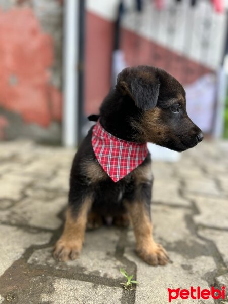 Alman Çoban Köpeği, Köpek  Paşa fotoğrafı