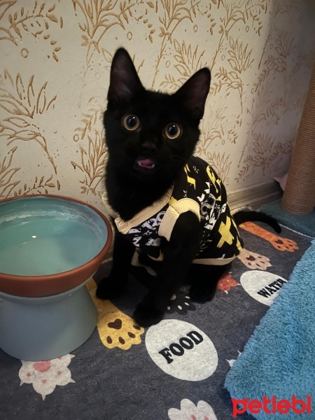 Bombay, Kedi  NOVA fotoğrafı