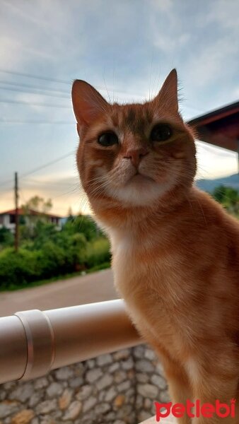 Sarman, Kedi  Lokum fotoğrafı