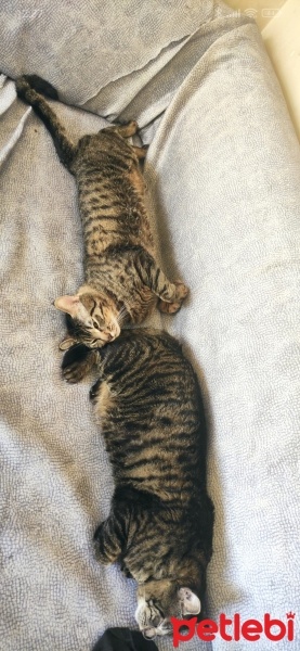 Tekir Kedi, Kedi  Niko ve kyoto fotoğrafı