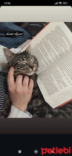 Tekir Kedi, Kedi  Niko ve kyoto fotoğrafı